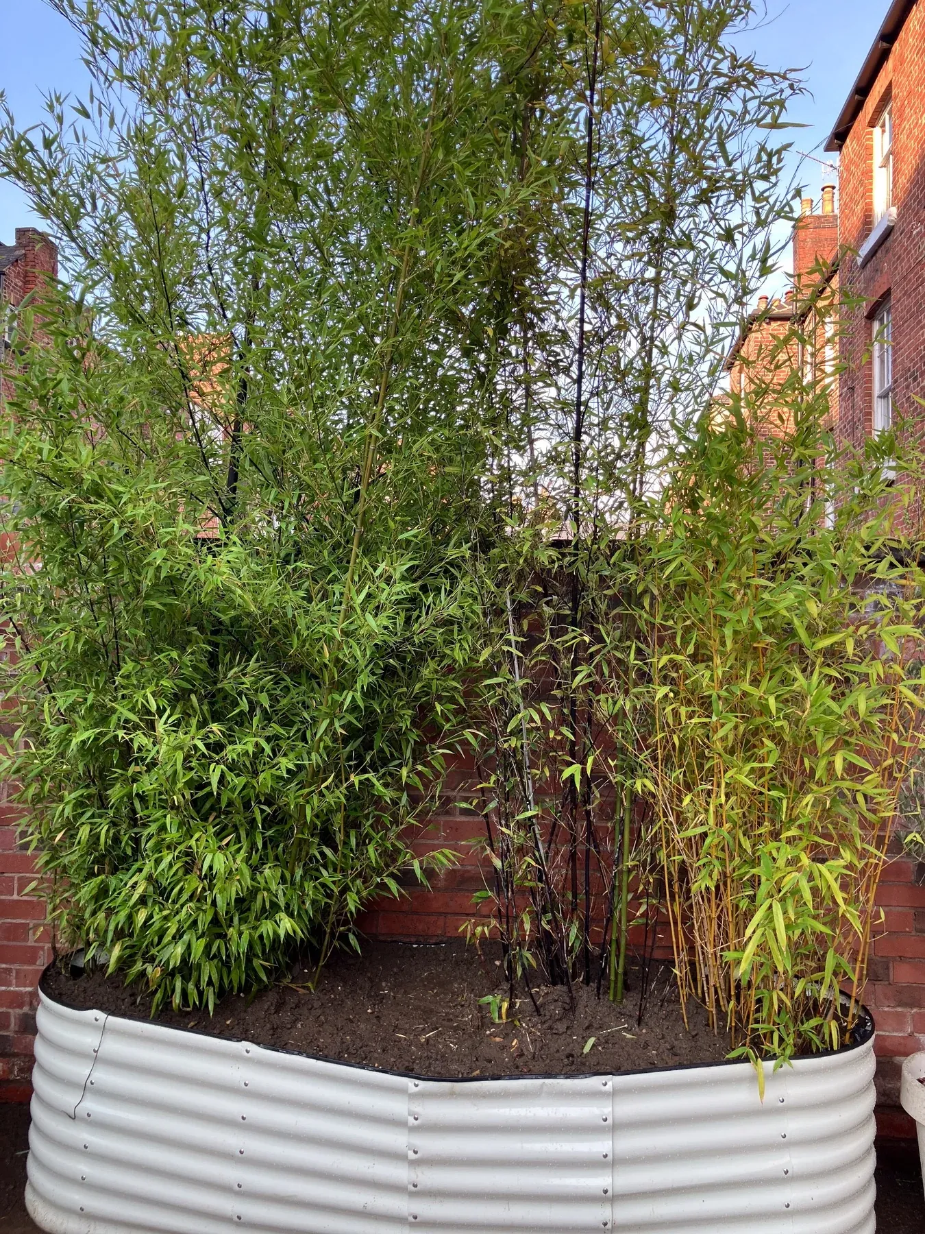 Bamboo planting finished