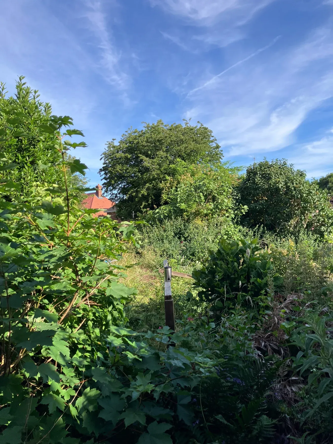 Overgrown garden before Till The Land clearance work