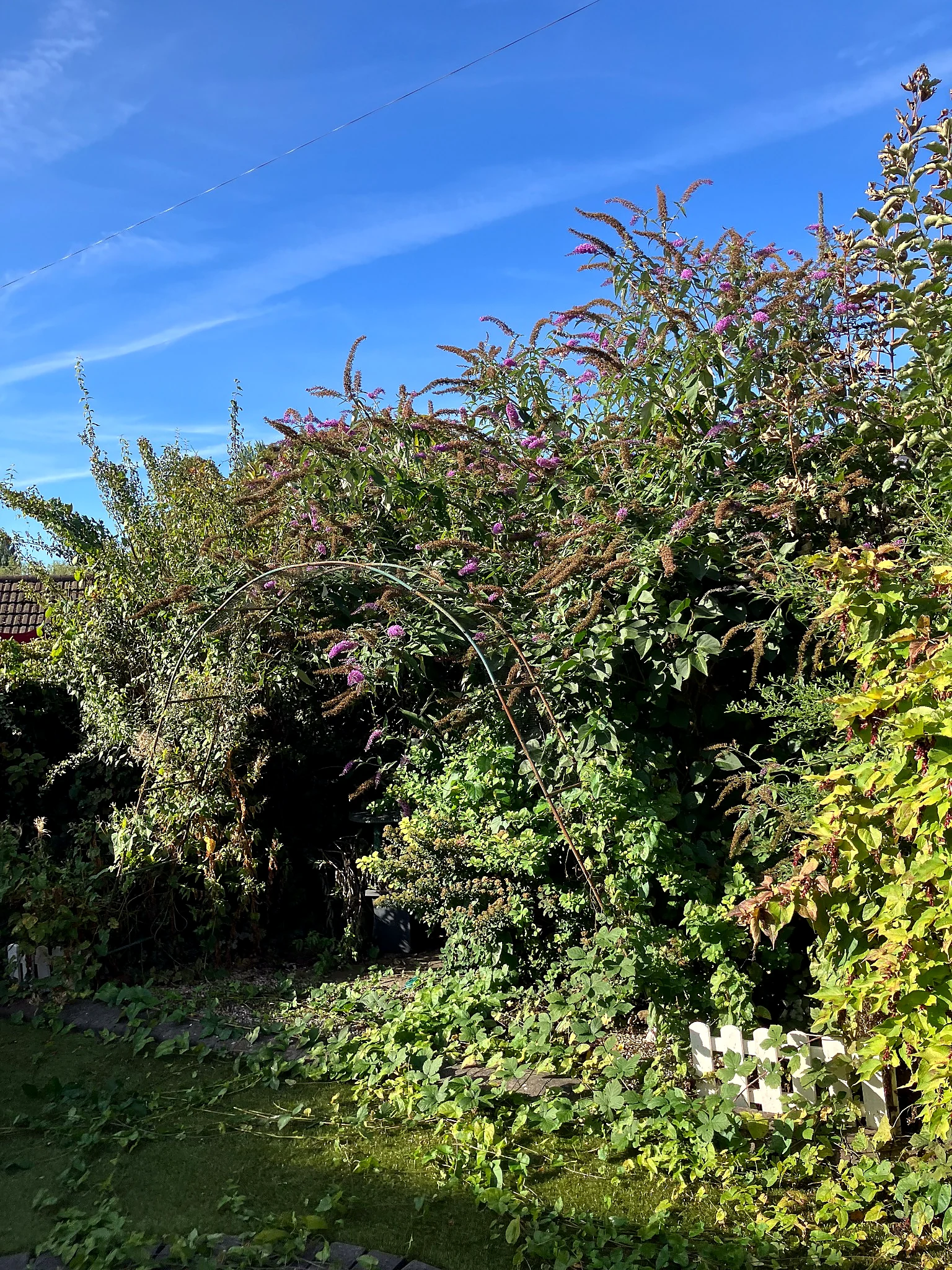 Close view of dense garden growth before clearance